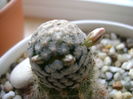 Mammillaria sanchez-mejoradae