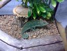 Camaleon   terrariu pret 250 Euro