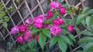Perennial Blue