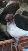 IMG-20161126-WA0220