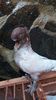 IMG-20161126-WA0161