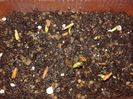 Adenium obesum plantati pe 03.12.2016