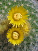 Parodia chrysacanthion