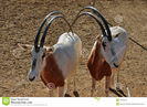 two-scimitar-horned-oryx-antelopes-mammal-animal-extinct-wild-35762644
