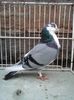 M (cazator)
