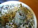 Mammillaria sanchez-mejoradae