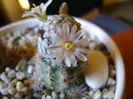 Mammillaria sanchez-mejoradae