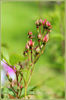 Fraise des Bois 4