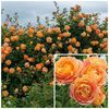 Lady of Shalott