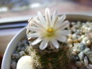 Mammillaria sanchez-mejoradae