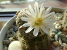 Mammillaria sanchez-mejoradae