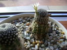 Mammillaria sanchez-mejoradae