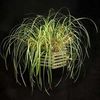 Max_tenuifolia_plant