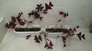 Oxalis mix