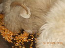 Picture 007