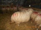 Picture 011