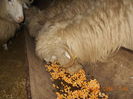 Picture 021