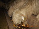 Picture 026