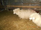 Picture 029
