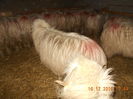 Picture 030