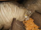 Picture 036
