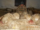 Picture 075