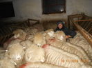 Picture 087