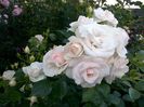 Aspirin Rose