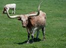 longhorn-1