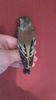 IMG-20161217-WA0009