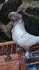 IMG-20161126-WA0085