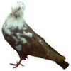 17523452_LCPOAWAYK