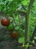 BLACK PRINCE (6)