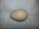 Primul ou