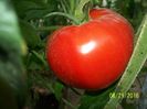 URIASE DE DOLJ 272 (2)