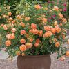 lady_of_shalott