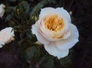 Lions Rose