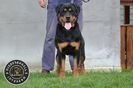 Femela Rottweiler