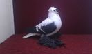 01. Mascul EE RO 16 1995