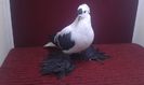 08. Mascul EE RO 16 1995