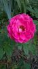 Bordure Magenta