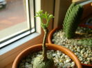 Kedrostis foetidissima