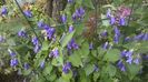 Campanula Sarastro