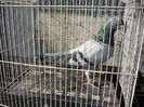 MASCUL ORIGINAL BOSCU BOGDAN
