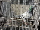 MASCUL ORIGINAL BOSCU BOGDAN