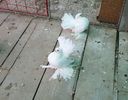 20161103_125035 (2)