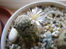 Mammillaria sanchez-mejoradae