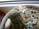 Mammillaria sanchez-mejoradae