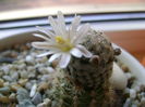 Mammillaria sanchez-mejoradae