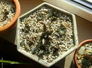 Grup de 8 Ariocarpus